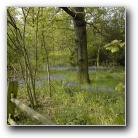 bluebells.jpg