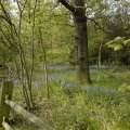 Bluebells